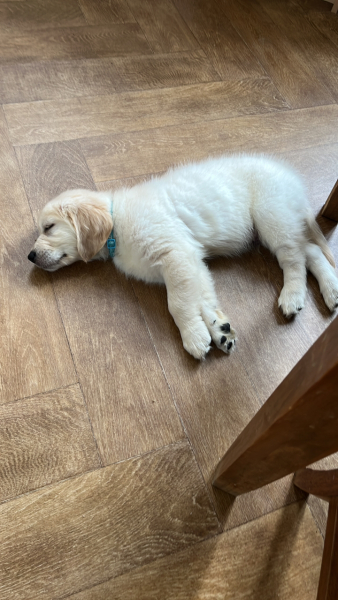 Puppy survival thread part 2