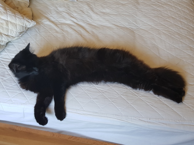 Further Adventures of the Excellent Cats