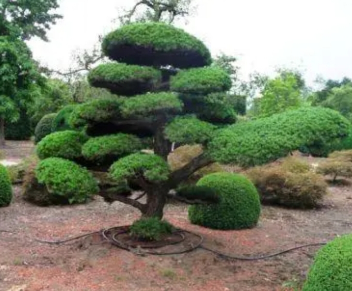 Any advice on what dwarf evergreen tree/shrub to plant?