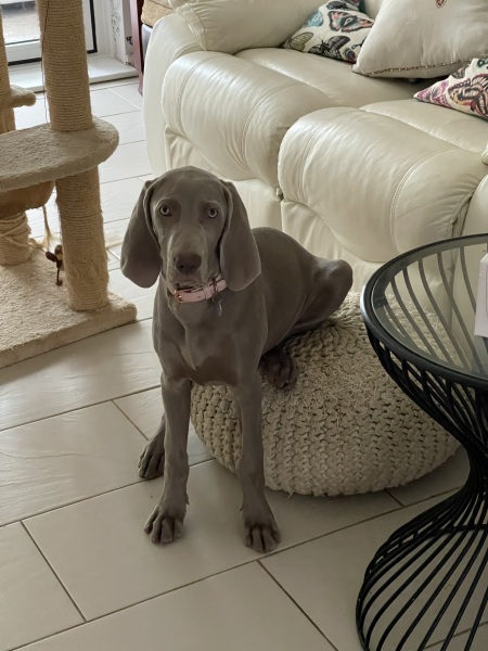 Puppy survival thread part 2