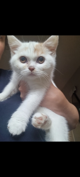 4 month old kitten.