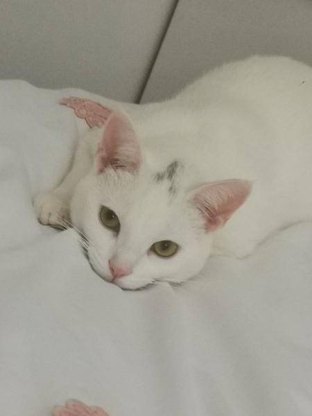 About new kitten?