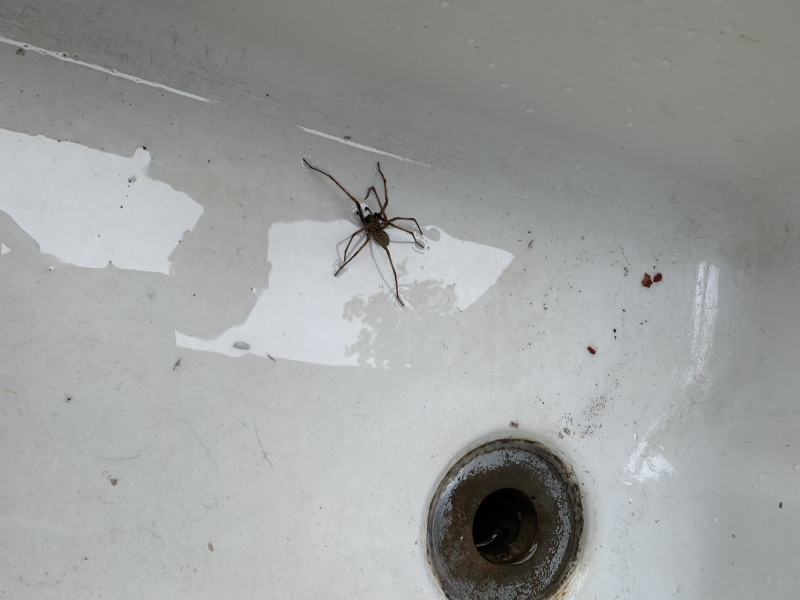 The biggest spider I’ve ever seen is somewhere in my laundry basket