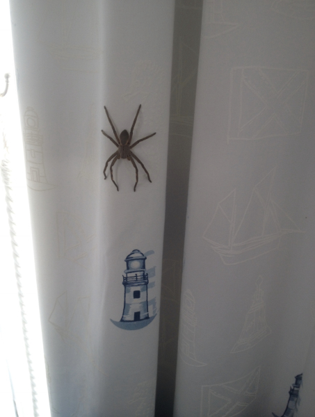 I have a new bedroom guest…