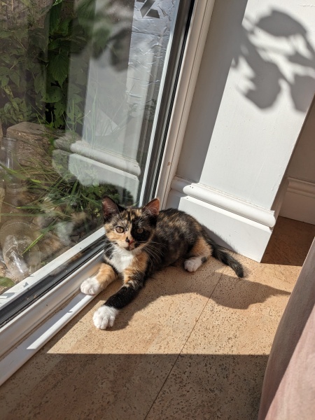 Kitten smells