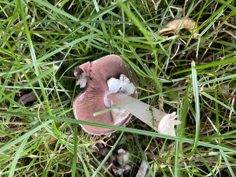 The mushroom poisoning in Vic.... I am gripped