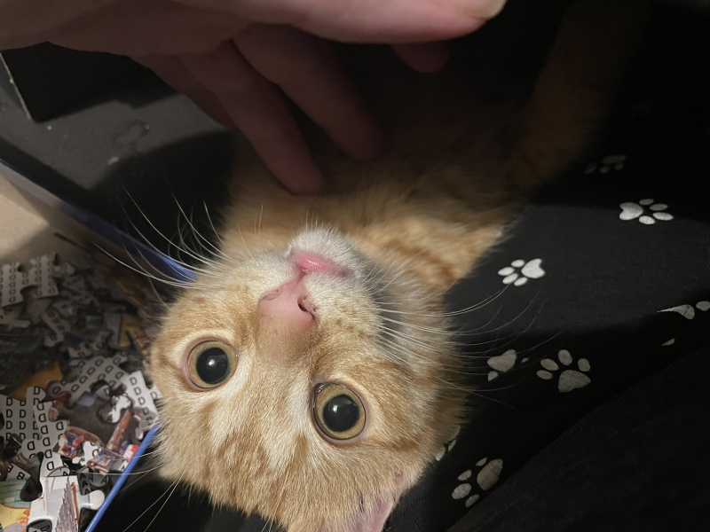 Further Adventures of the Excellent Cats