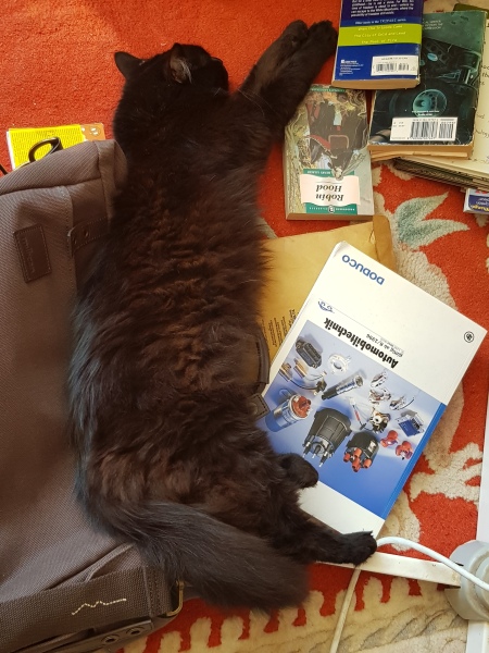 Further Adventures of the Excellent Cats