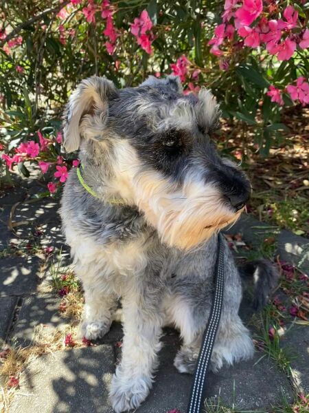 What sort of dog do I want can anyone help with breeds?
