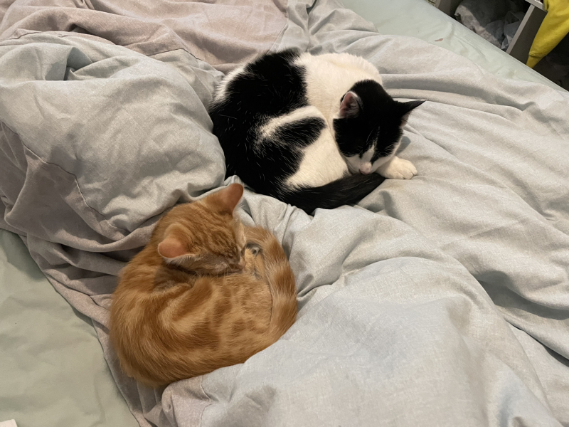 A Very Great Quantity Of Excellent Cats