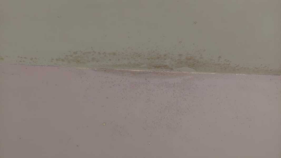 Is this damp or mold?