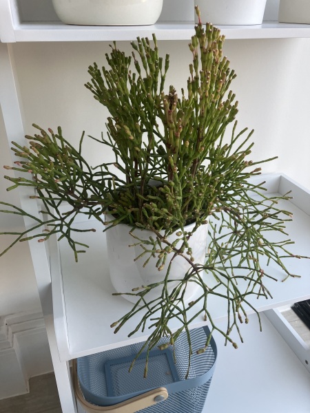 Another troublesome succulent