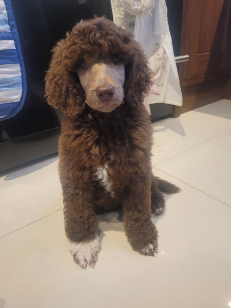 Puppy survival thread part 2