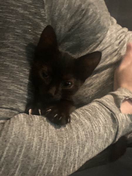 About new kitten?