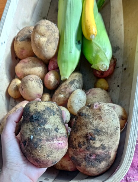 The Vegetable Patch Mark 2