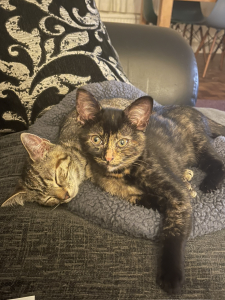 New litter of kittens. Looking for some wisdom!