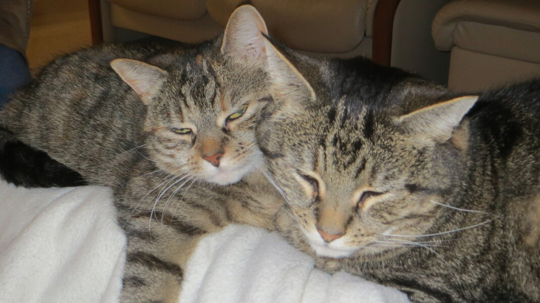 Further Adventures of the Excellent Cats
