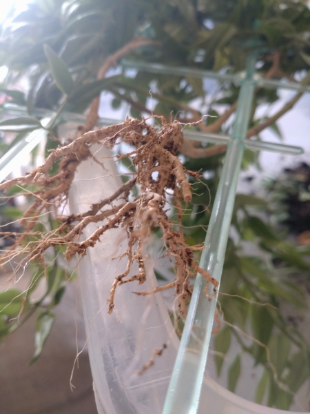 Sick houseplant (Hoya). Help (pic attached)