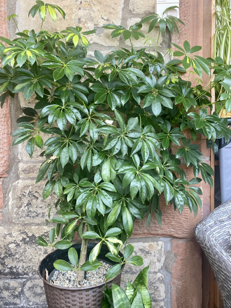 Big Indoor plant