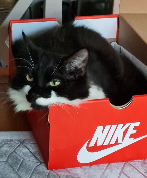 Can you persuade this cat to become a "lap cat"?