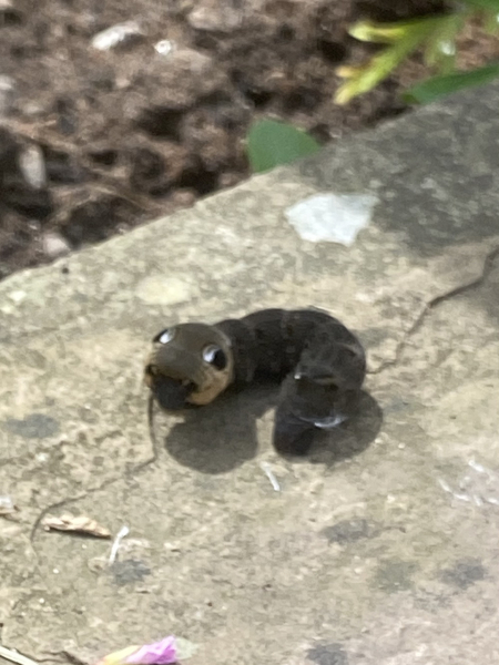 to be wary or scared of this creature?