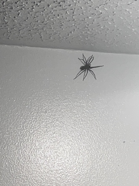 I have a new bedroom guest…