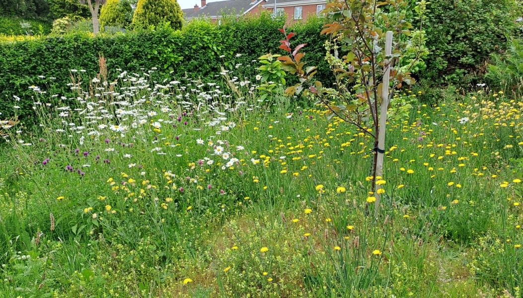What have you done in the garden today? Part 3