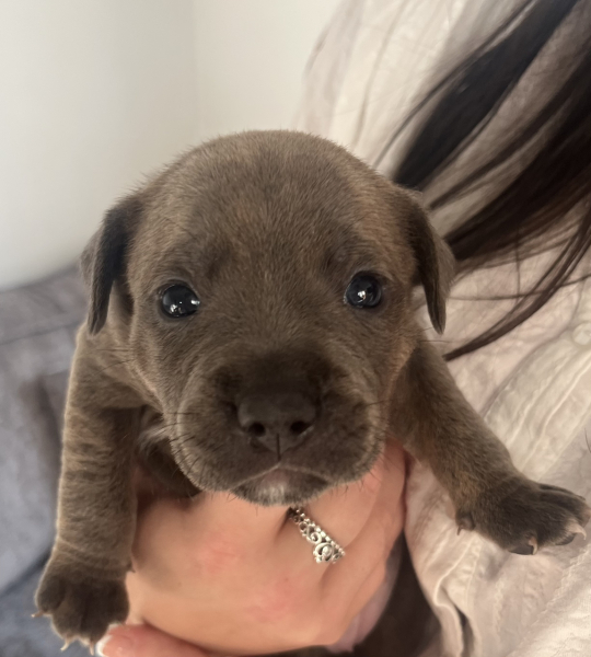 Help me add a SBT to our family...
