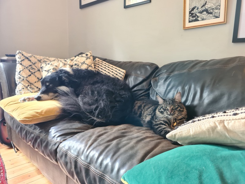 Please help - kitten won't stop chasing the dogs