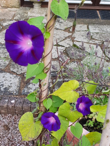 What have you done in the garden today? Part 3