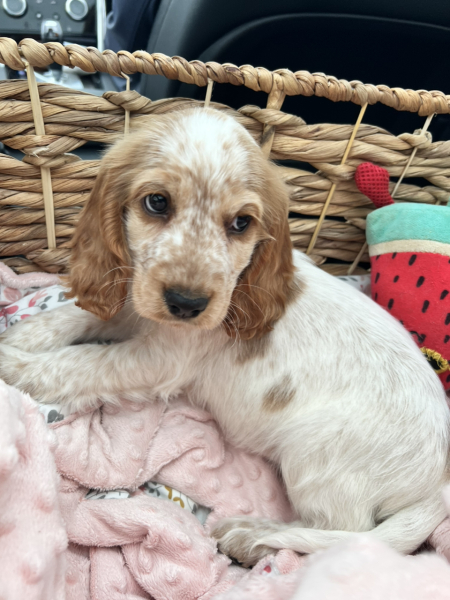 What would you name this little lady . . .
