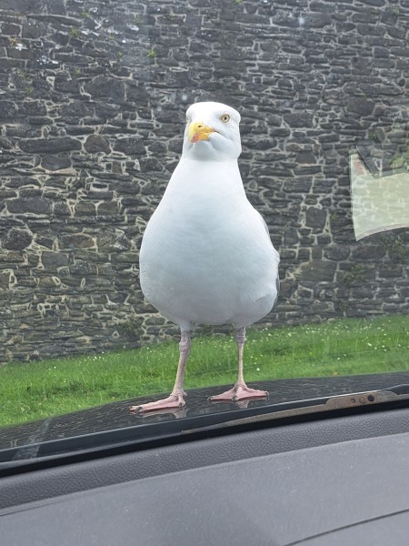 Seagulls