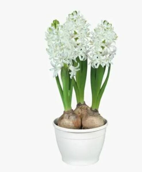 Supermarket hyacinths