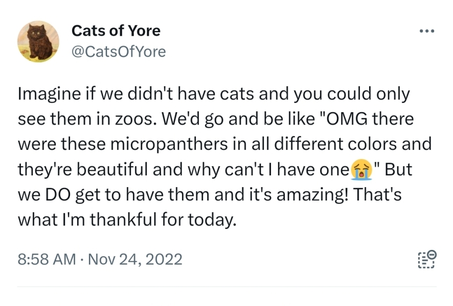 International cat day