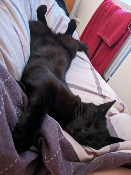 About new kitten?