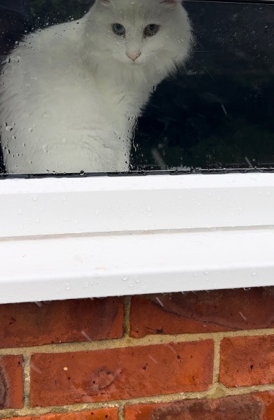To break into new neighbours house *serious question, NOT trolling*