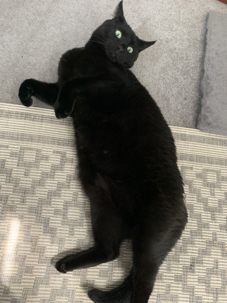 International cat day