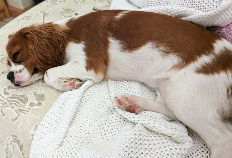 Puppy survival thread part 2
