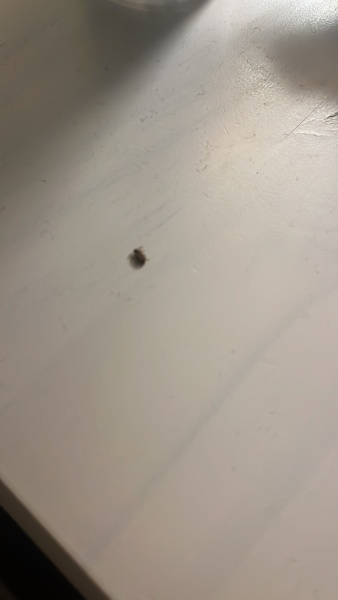 Bugs in house