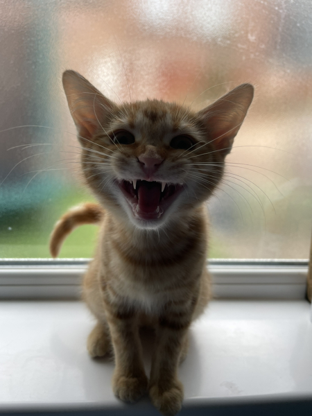 Further Adventures of the Excellent Cats