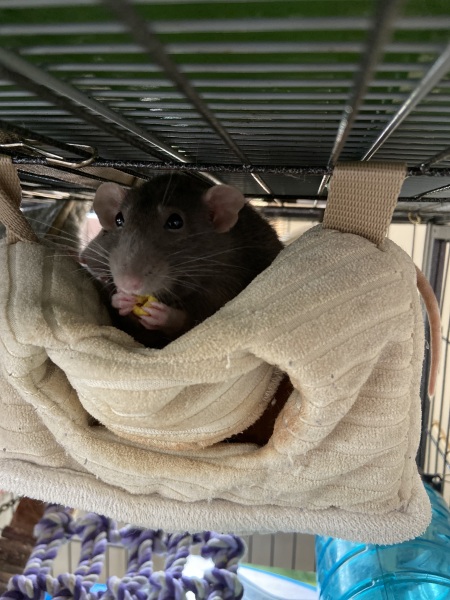 What's your pet doing right now?