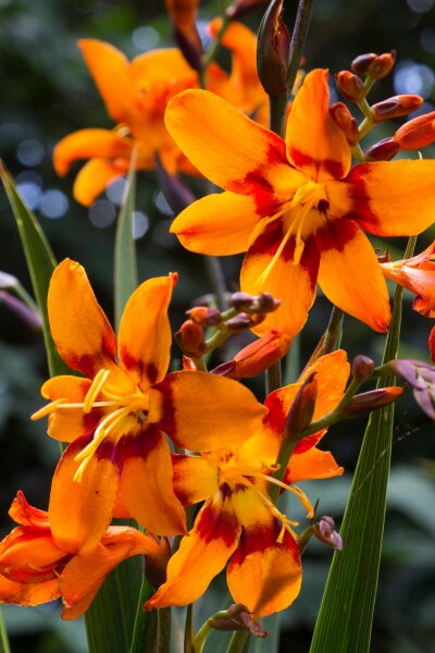 What can I plant now that will have orange flowers?