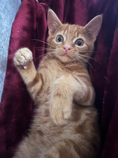 Welcome Sonny - a kitten appreciation thread