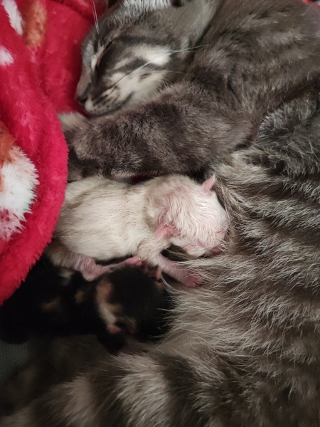 Cat just had kitten help