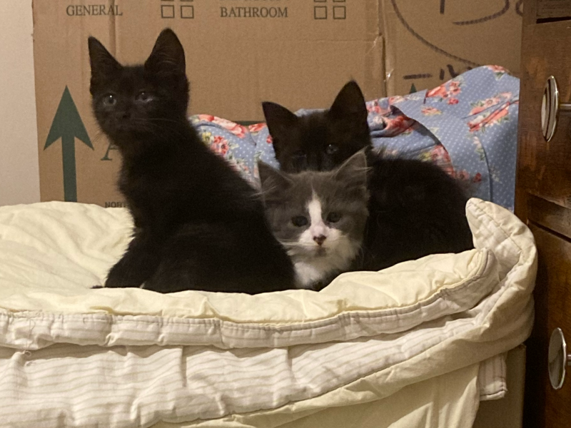 I have just bought a grit bin