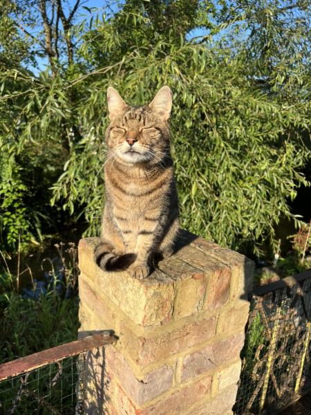 Thug cat part 5 - For he will not do destruction, if he is well-fed, neither will he spit without provocation.