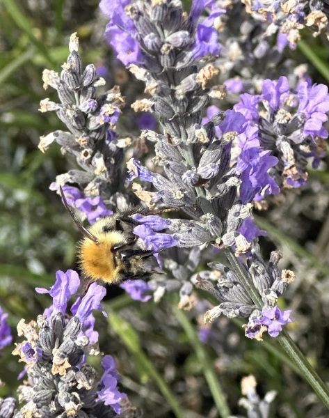 Thread 47- Covid GCSE Cohort - Summer's running away from us! 