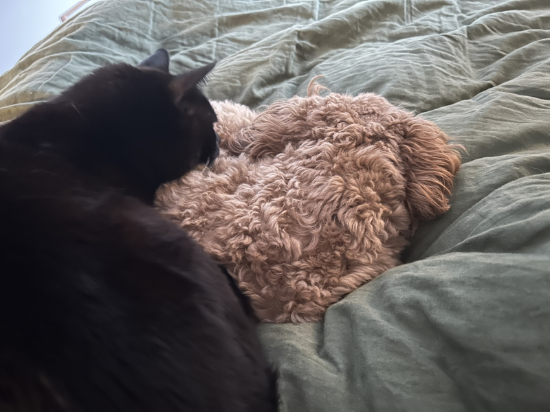 What's your pet doing right now?
