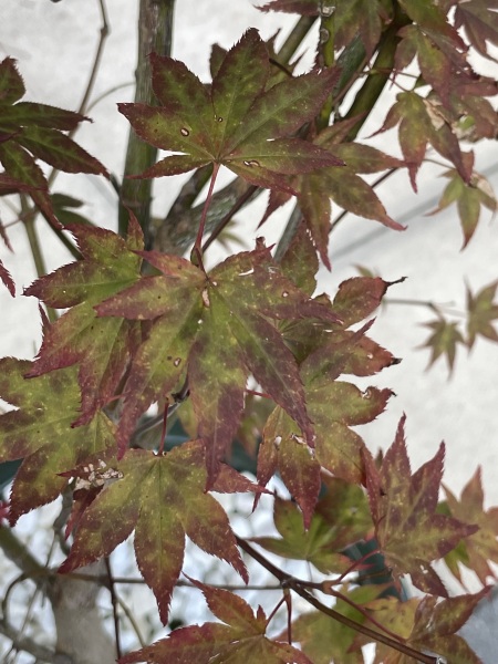 How long does it take for browned acers to turn red again? 🍁
