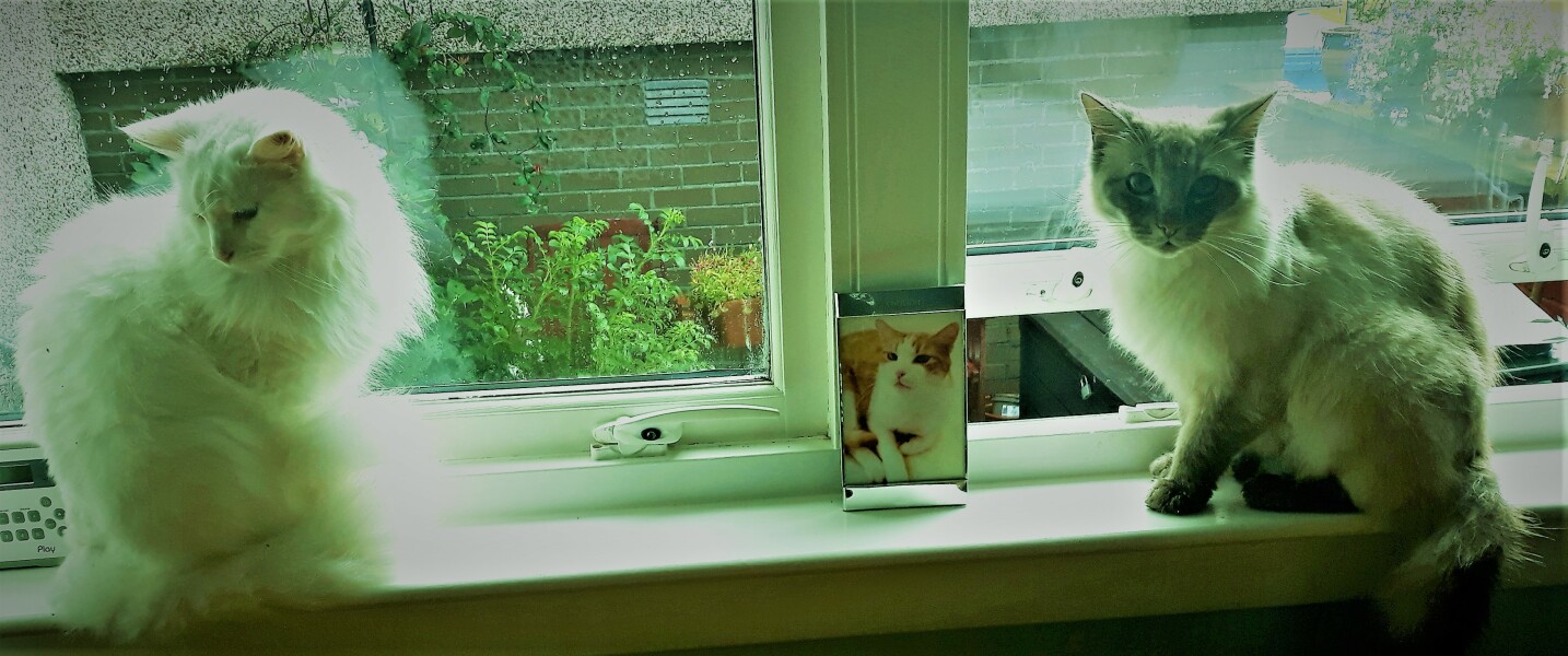 A Very Great Quantity Of Excellent Cats